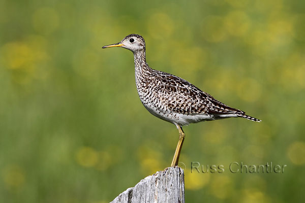 Upland Sandpiper © Russ Chantler